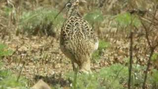 Little Whimbrel  Numenius minutus [upl. by Attelrac]