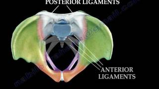 Anatomy Of The Pelvis  Everything You Need To Know  Dr Nabil Ebraheim [upl. by Norted815]