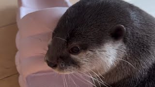 Otter Melonpan adores Mommys and Daddys slippers😁🦦Cute Otter [upl. by Carola]