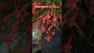 폭죽초루셀리아 키우기 Russelia plant care firecracker plant care shorts [upl. by Oakes]