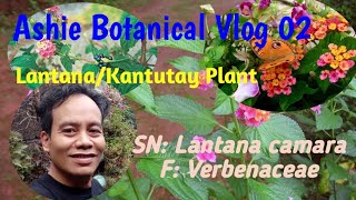 Lantana camara  Kantutay Plant  Benefits [upl. by Airod]