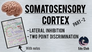 Somatosensory cortex  Part 22 Detailed explanation with PG questions [upl. by Aisena]