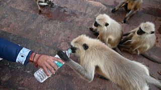 Bandar Monkey Drinking Mineral Water by Bottle monkey bandar monkey monkeyvideo [upl. by Keele]