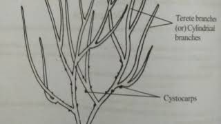 1052 Class I BSc Zoology Subject Allied Botany Topic Gracilaria [upl. by Cuthburt280]