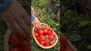 Tomatensauce Einkochen einkochen krisenvorsorge [upl. by Cassie]