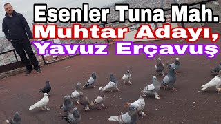 Esenler Tuna Mahallesi Muhtar Adayı quotYavuz Erçavuşquotun Güvercinleri [upl. by Grey]