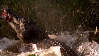 Saltwater crocodile destroys wallaby [upl. by Htidirem]