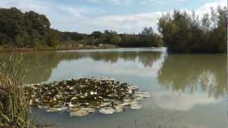 A Walk Around Woodland Lake Coking Farm Fishery [upl. by Dyane680]