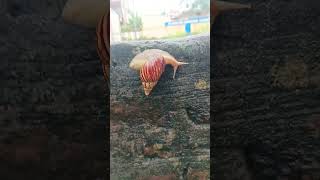 insect in brick wall shortvideo love nepals insects insect viralmusic [upl. by Zizaludba]