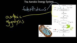 Respiration Aerobic vs Anaerobic [upl. by Ahsoik419]