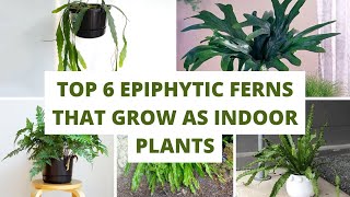 Top 6 Epiphytic Ferns That Grow As Indoor Plants [upl. by Wennerholn]