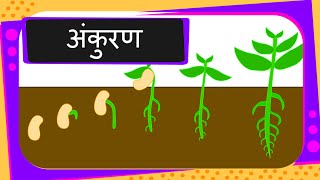 Science  Germination Of Seed  Hindi [upl. by Arret]