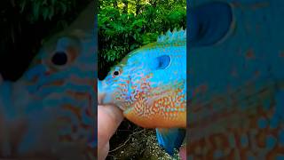 BEAUTIFUL Longear Sunfish Catch From A Creek 👏👏👏 Shorts Fishing [upl. by Claresta797]