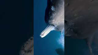 Mouth Of Sperm Whale 🐳 [upl. by Kola]