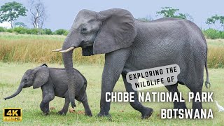 Chobe National Park Botswana Experience the African Wilderness in 4K ULTRAHD [upl. by Natehc654]