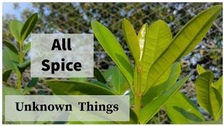 All Spice Plant Care Guide  All Spice Plant Growing In Pot  Benefits Of All Spice  All Spice Uses [upl. by Eniamrehc]