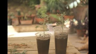 Helichrysum Italicum PropagationPropagation by Stem Cuttings [upl. by Lusty]