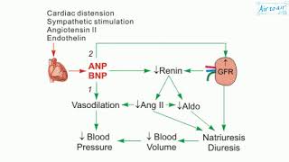 atrial natriuretic peptide [upl. by Abercromby]