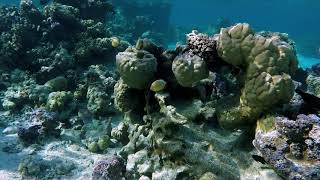 Bora Bora Coral Garden Snorkel [upl. by Atalee874]