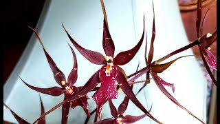 Eight Interesting Orchids [upl. by Doretta647]