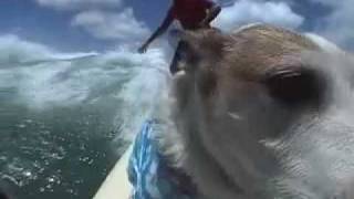 Dogs that Surf [upl. by Novak]