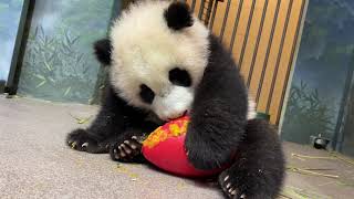 PandaStory A Short and Sweet Potato Update [upl. by Wun547]