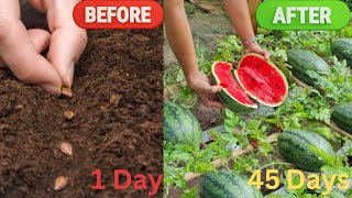 Mastering Backyard Watermelon Growth Complete Guide with Stunning Results [upl. by Smoot]