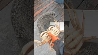 Commercial Crabbing Jim we got a runnercrab that crawls out of tank eatcrab oregoncoast shorts [upl. by Delilah]