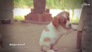 Top Heart kennel  Epagneul Breton puppies full HD [upl. by Tnahsarp]