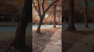 Autumn Leaves Ambience  Inspiration Behind Video  rustling leaves and wind sounds [upl. by Yale129]