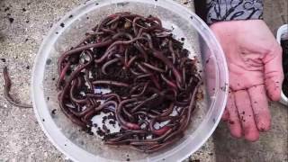 Asian Jumping worms raise concerns as invasive species in Wisconsin causing trouble for gardeners [upl. by Ahseyi431]