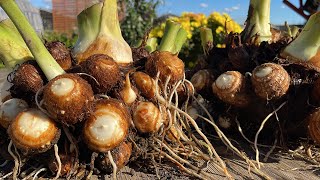 食用の余った里芋を種芋で植える時の注意点【学校の教科書で教えない園芸講座】24325 [upl. by Kleon]