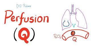 Lung Perfusion Q  Pulmonary Medicine  Physiology [upl. by Harhay]