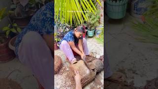 China Palm tree ke root trimming👍🏼👍🏼 [upl. by Cline]