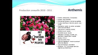 Tuto jardin Anthemis fiche technique plante annuelle [upl. by Leumek]