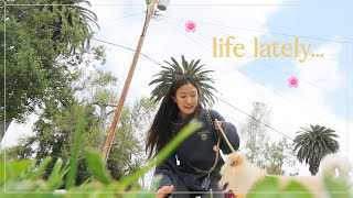 VLOG 🌸 Spring is here California poppies super bloom cozy at home [upl. by Child]