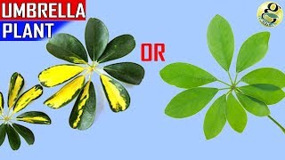 UMBRELLA TREE SCHEFFLERA PLANT CARE TIPS AND PROPAGATION [upl. by Annid]