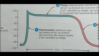 SVTFonctionnement du tissus nerveux2èPartiePotentiel dActionRepos [upl. by Notnef813]