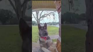 dogs ringing doorbells 🐕‍🦺dogs doglover germanshepherd cutepets funnydogs doorbell [upl. by Vanderhoek]