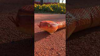 Remote Control Snake  Infrared RC Fake Naja Cobra Realistic Animal Prank Toy [upl. by Woods]