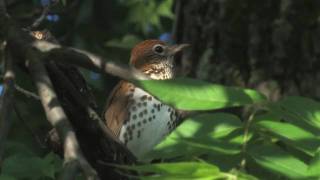 wood thrush [upl. by Akimert]