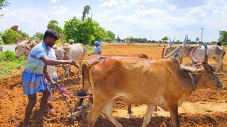 Ploughing with bulls to Peanut Cultivation  Bullock video [upl. by Arbuckle275]