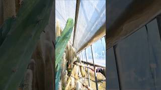 Dangerous cactus farming techniques shorts agriculture farming2024 youngfarmers [upl. by Linneman878]