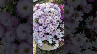 Chrysanthemum or Aster beautiful flowers plant [upl. by Nnyre]