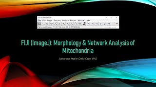 FIJI ImageJ Morphology amp Network Analysis of Mitochondria [upl. by Taft]