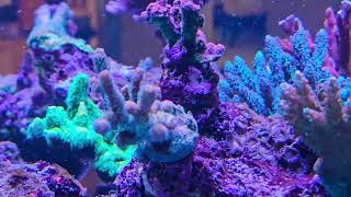 Acropora Polyp Extension [upl. by Glyn74]