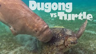 Dugong vs Turtle  Egypt Marsa Alam [upl. by Nassah]