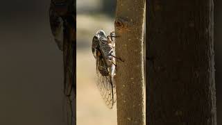 Class Insecta 985421  Insects amp Cicadas Superfamily Cicadoidea  Observed in Description [upl. by Alathia]