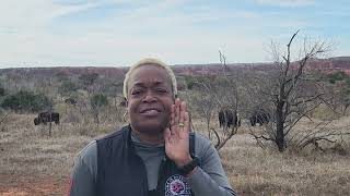 State of Texas Bison Herd [upl. by Tabbie816]