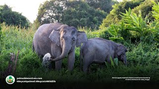 Borneo Pygmy Elephant Endearing Gentle Pachyderm [upl. by Marva]